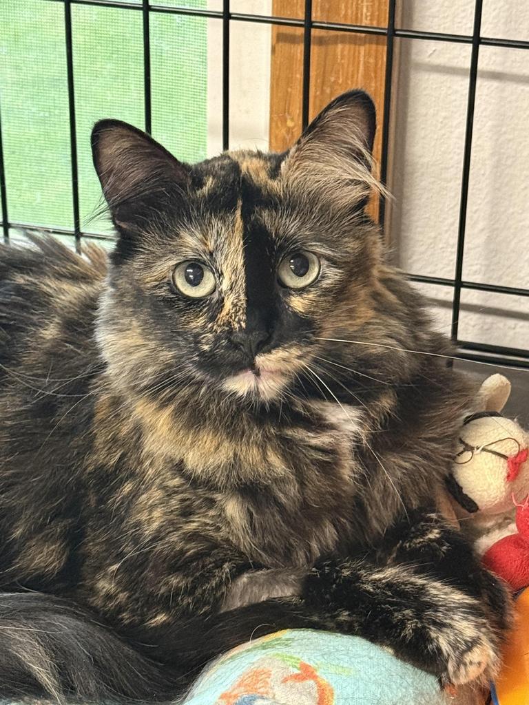 Enlarge Kassie, a Adoptable mixed breed in Ontario, OR image 2/5