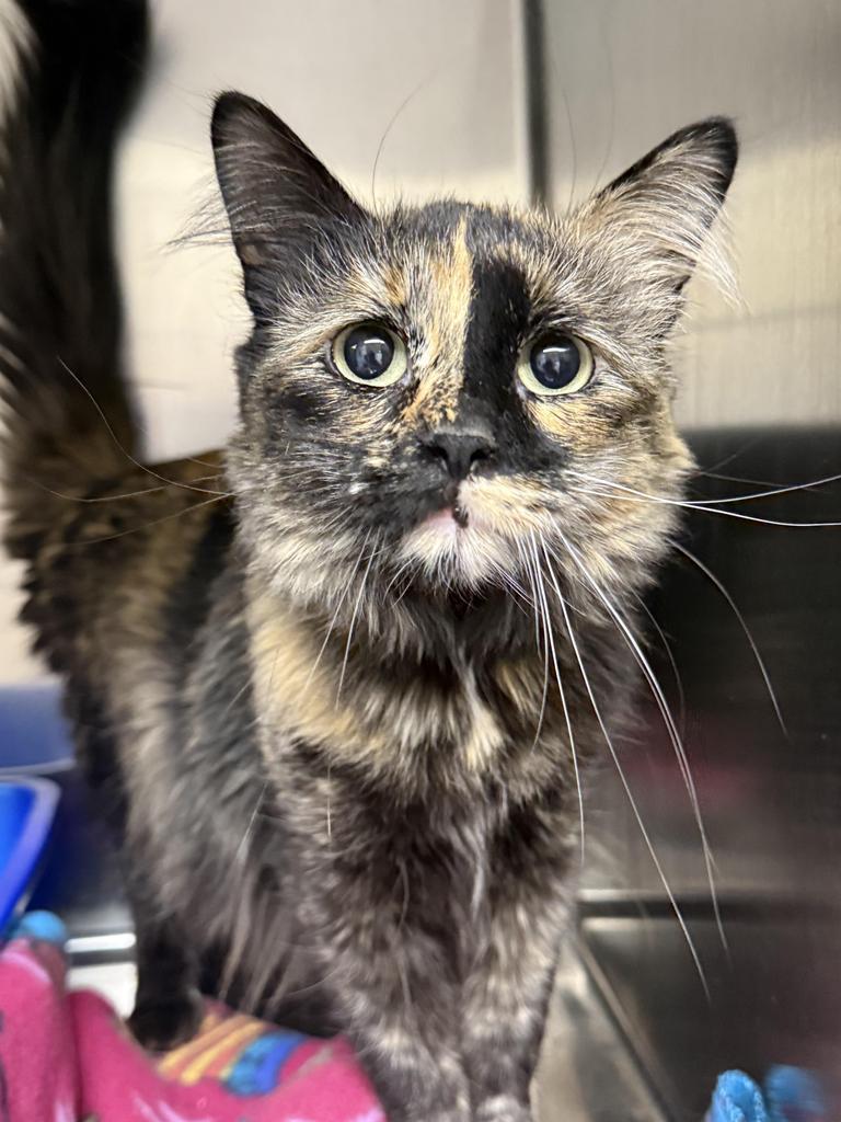 Enlarge Kassie, a Adoptable mixed breed in Ontario, OR image 3/5