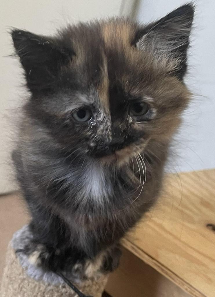 Enlarge Kassie, a Adoptable mixed breed in Ontario, OR image 4/5