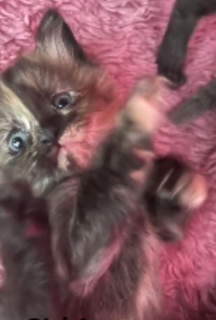 Enlarge Kassie, a Adoptable mixed breed in Ontario, OR image 5/5