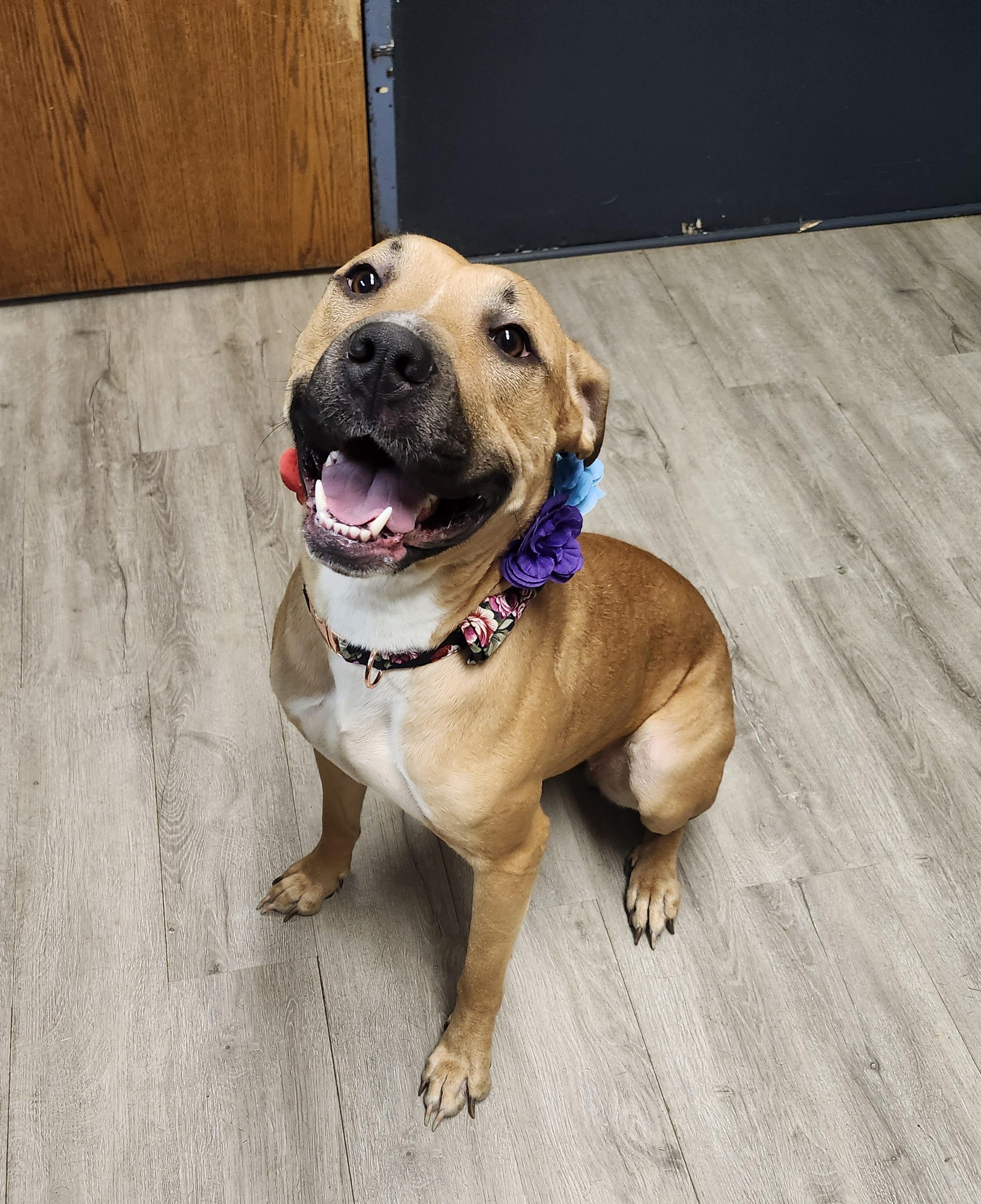 Enlarge Evelyn, a Adoptable mixed breed in Mansfield, OH image 1/4