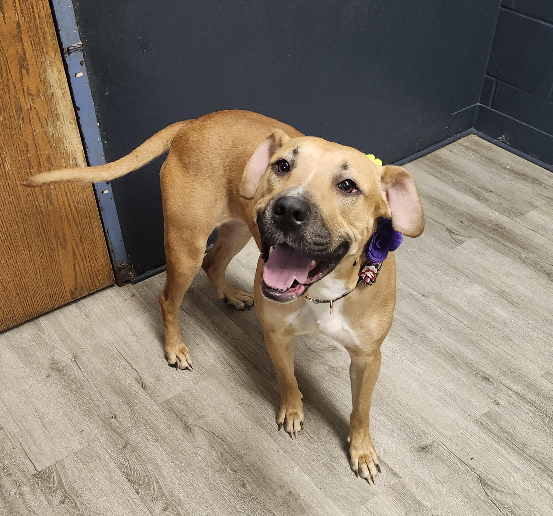 Enlarge Evelyn, a Adoptable mixed breed in Mansfield, OH image 2/4
