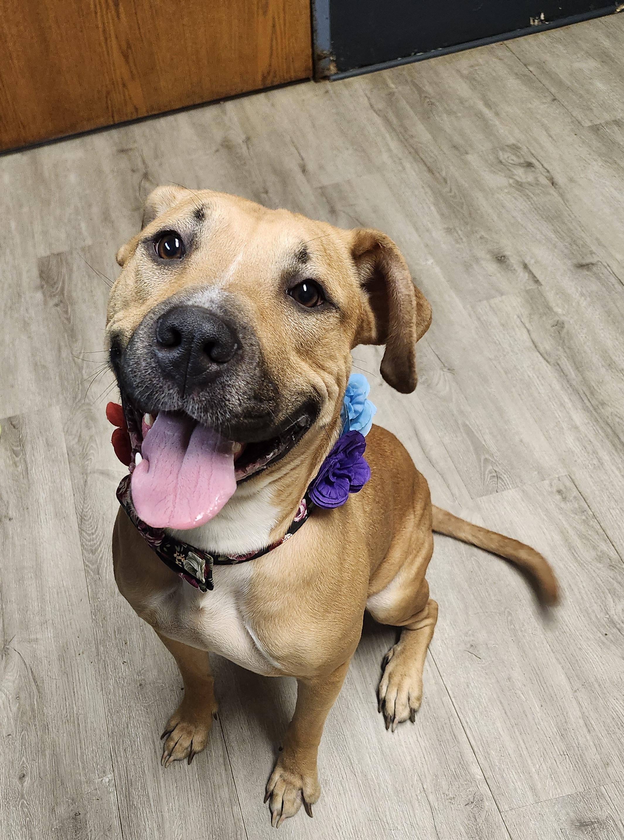 Enlarge Evelyn, a Adoptable mixed breed in Mansfield, OH image 3/4