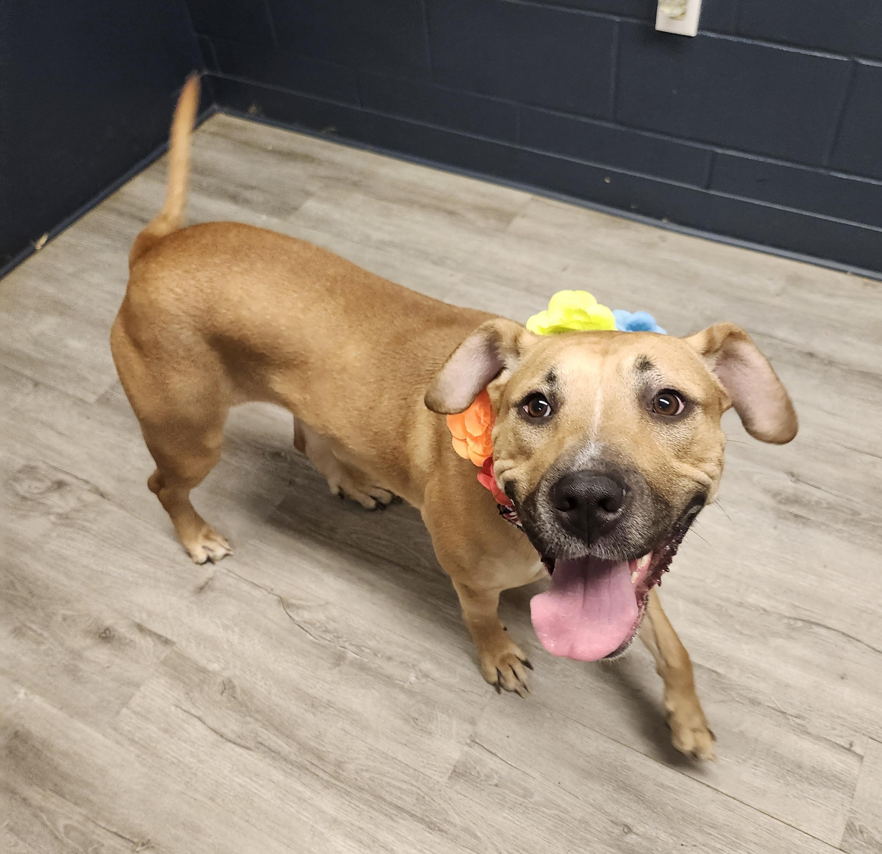 Enlarge Evelyn, a Adoptable mixed breed in Mansfield, OH image 4/4