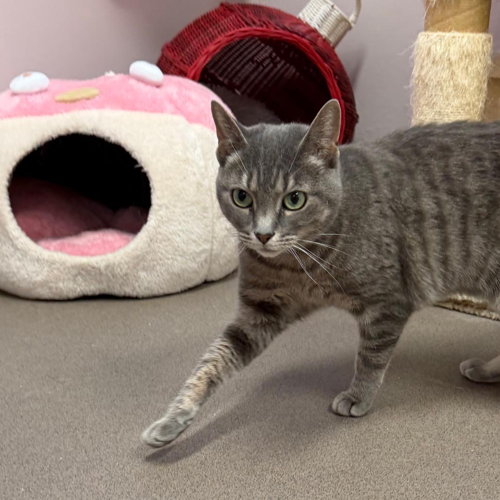 Enlarge Sassy, a Adoptable Domestic Short Hair in Middlebury, VT image 1/5