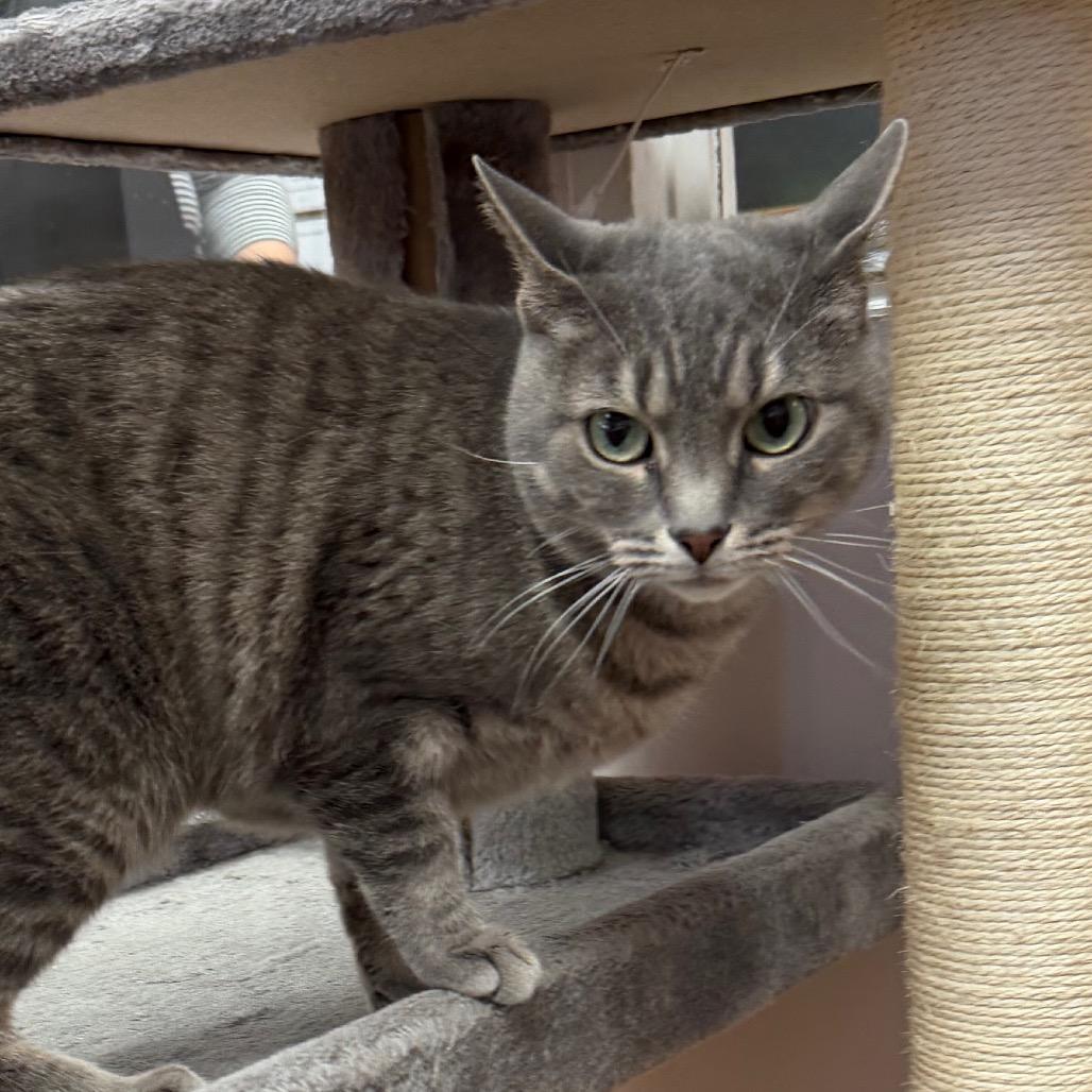 Enlarge Sassy, a Adoptable Domestic Short Hair in Middlebury, VT image 2/5