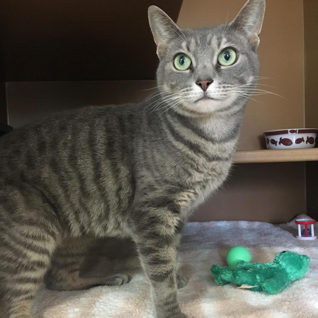 Enlarge Sassy, a Adoptable Domestic Short Hair in Middlebury, VT image 3/5