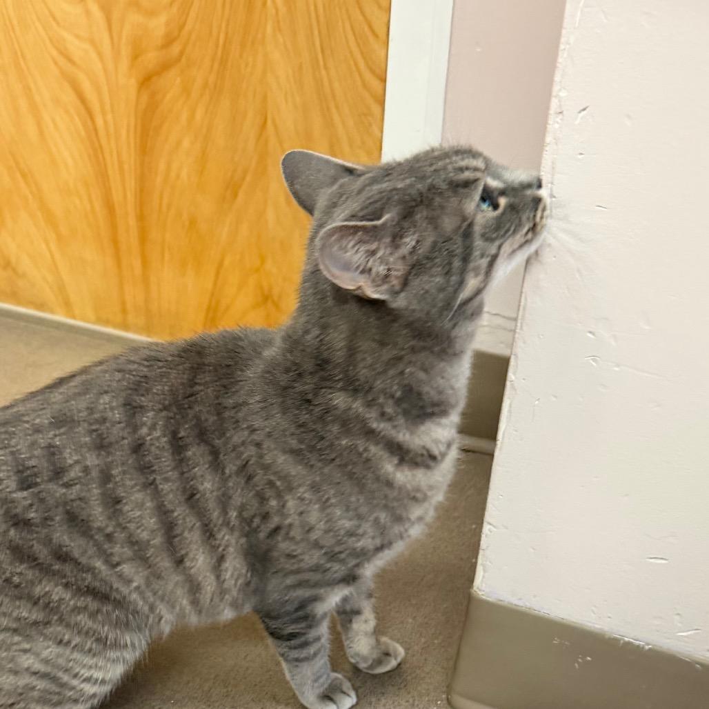 Enlarge Sassy, a Adoptable Domestic Short Hair in Middlebury, VT image 4/5