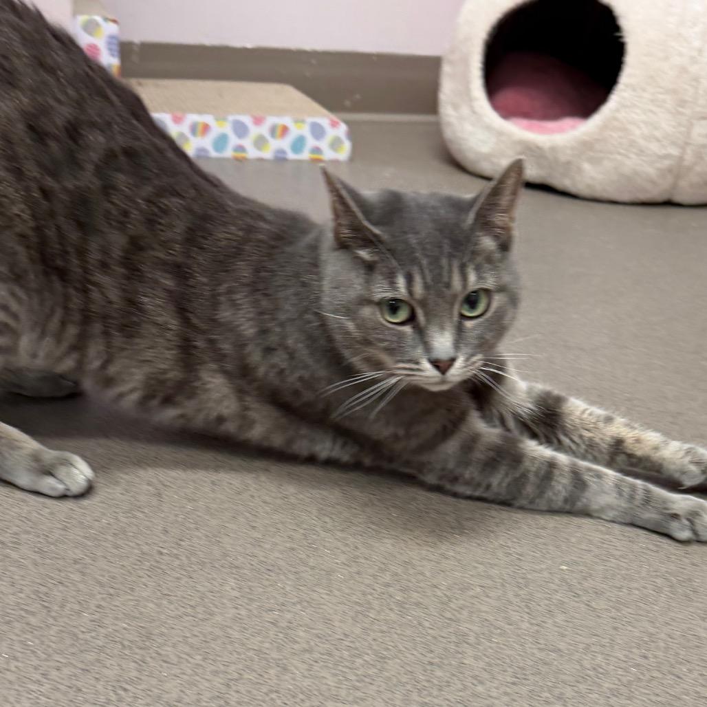 Enlarge Sassy, a Adoptable Domestic Short Hair in Middlebury, VT image 5/5