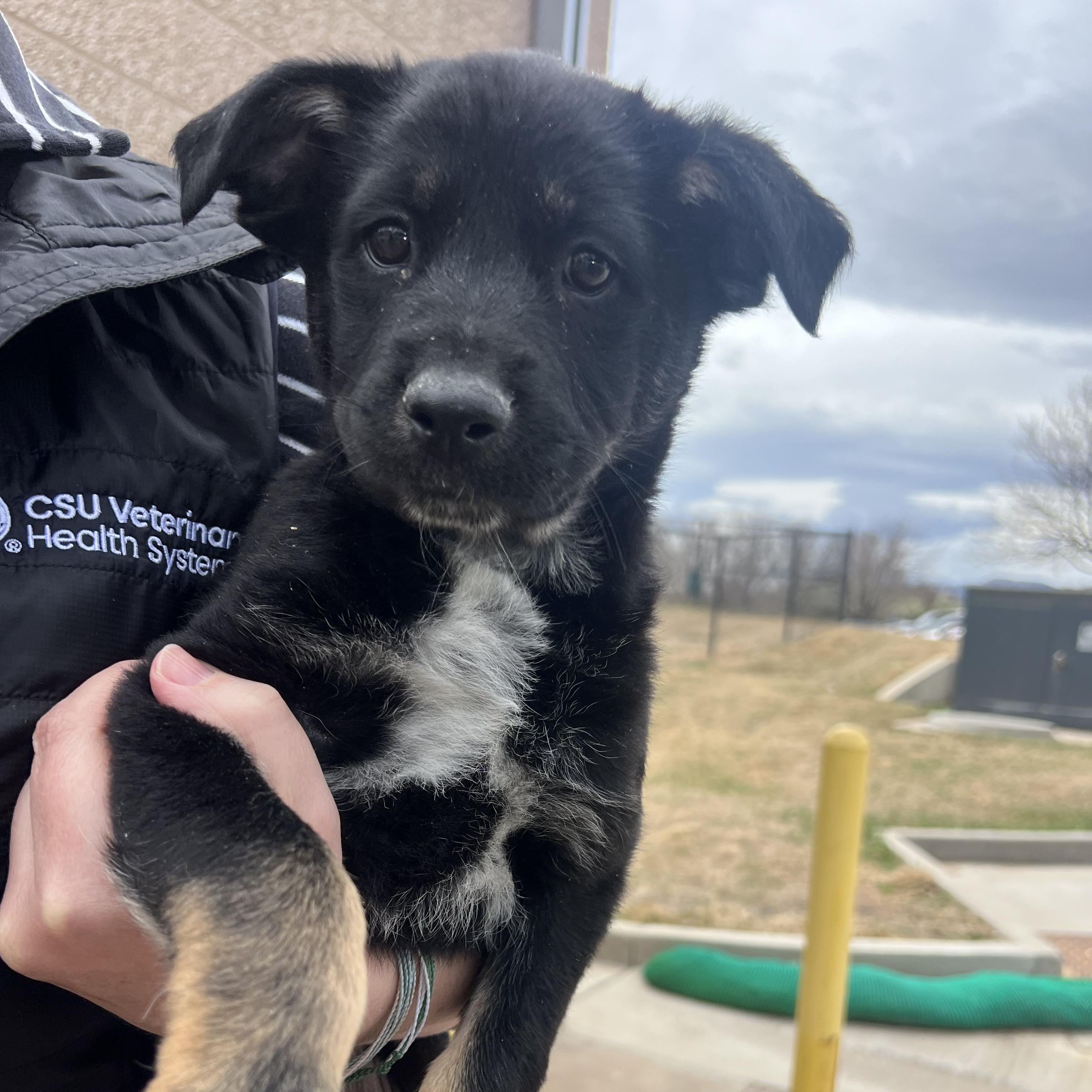 Enlarge Chandler, a ADOPTABLE mixed breed in Fort Collins, CO image 1/4