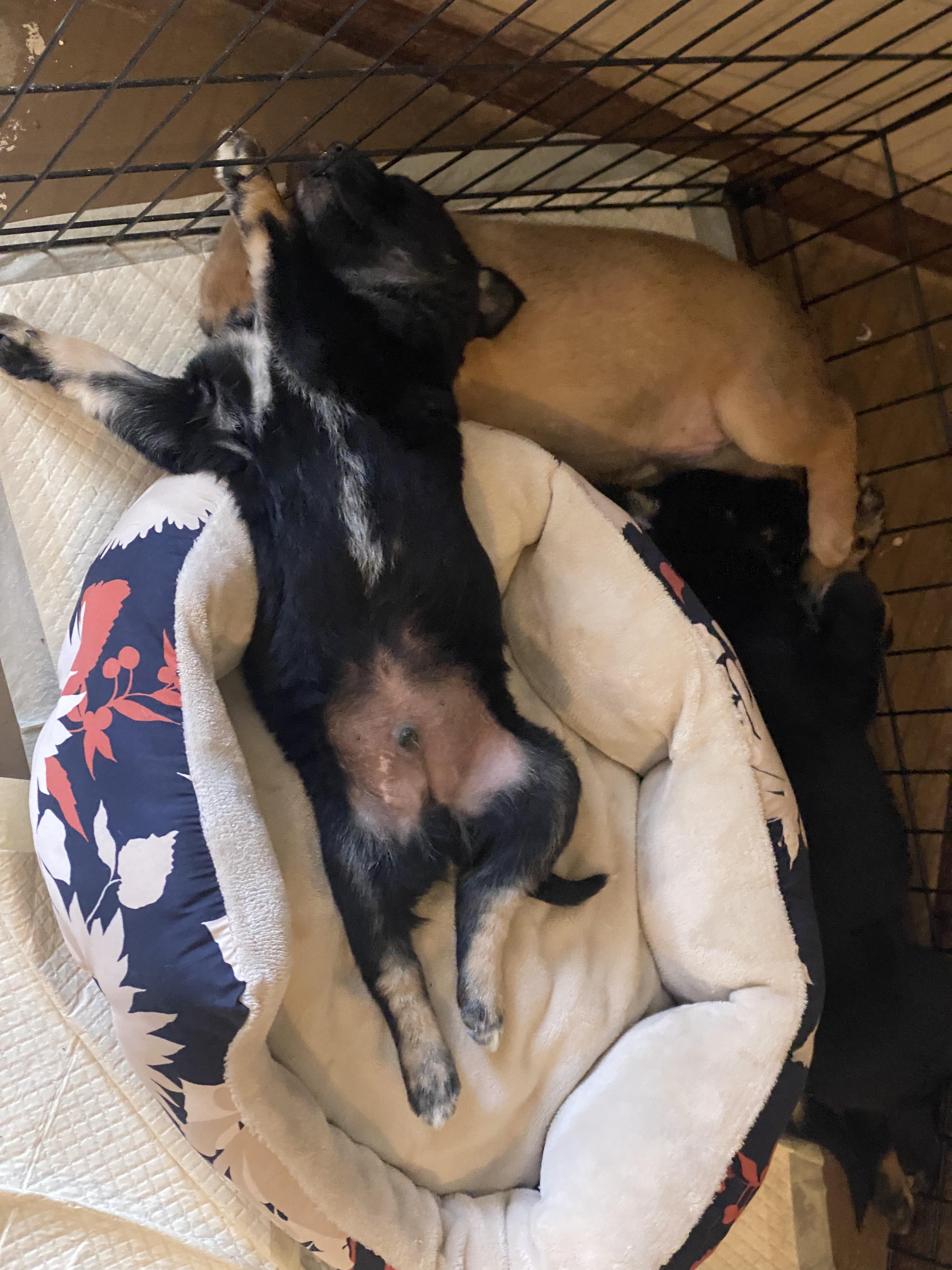 Enlarge Chandler, a ADOPTABLE mixed breed in Fort Collins, CO image 4/4