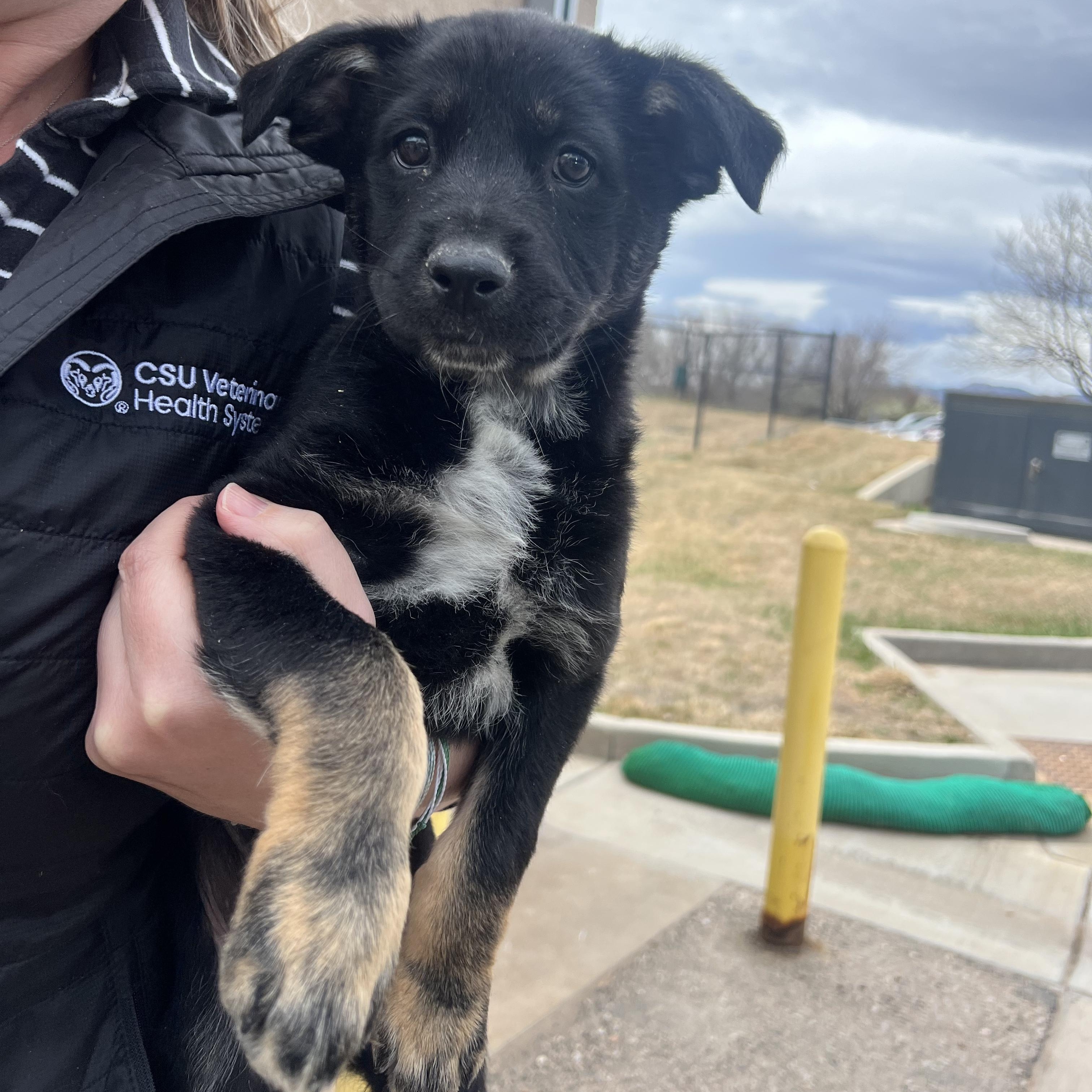 Enlarge Chandler, a ADOPTABLE mixed breed in Fort Collins, CO image 3/4