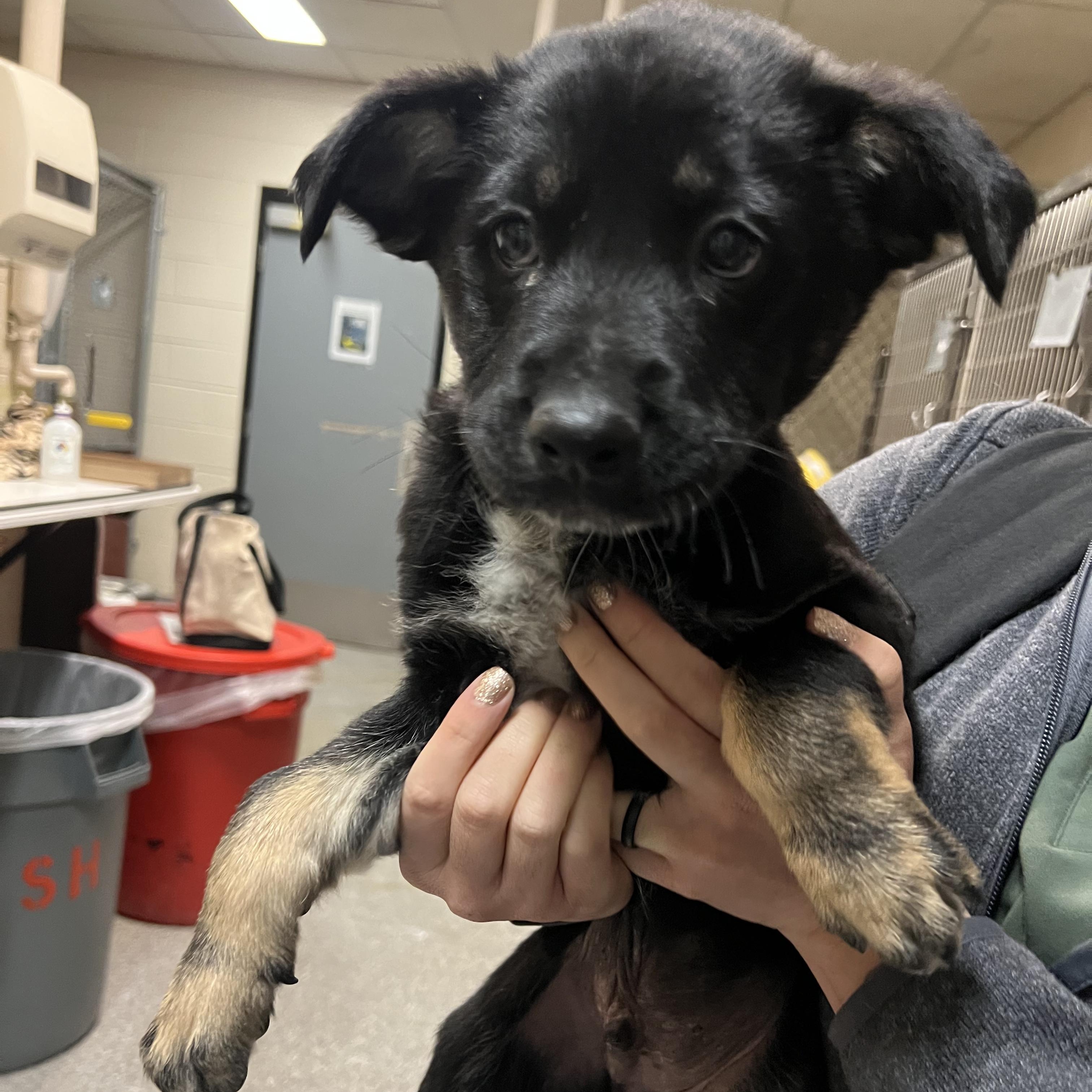 Enlarge Chandler, a ADOPTABLE mixed breed in Fort Collins, CO image 2/4