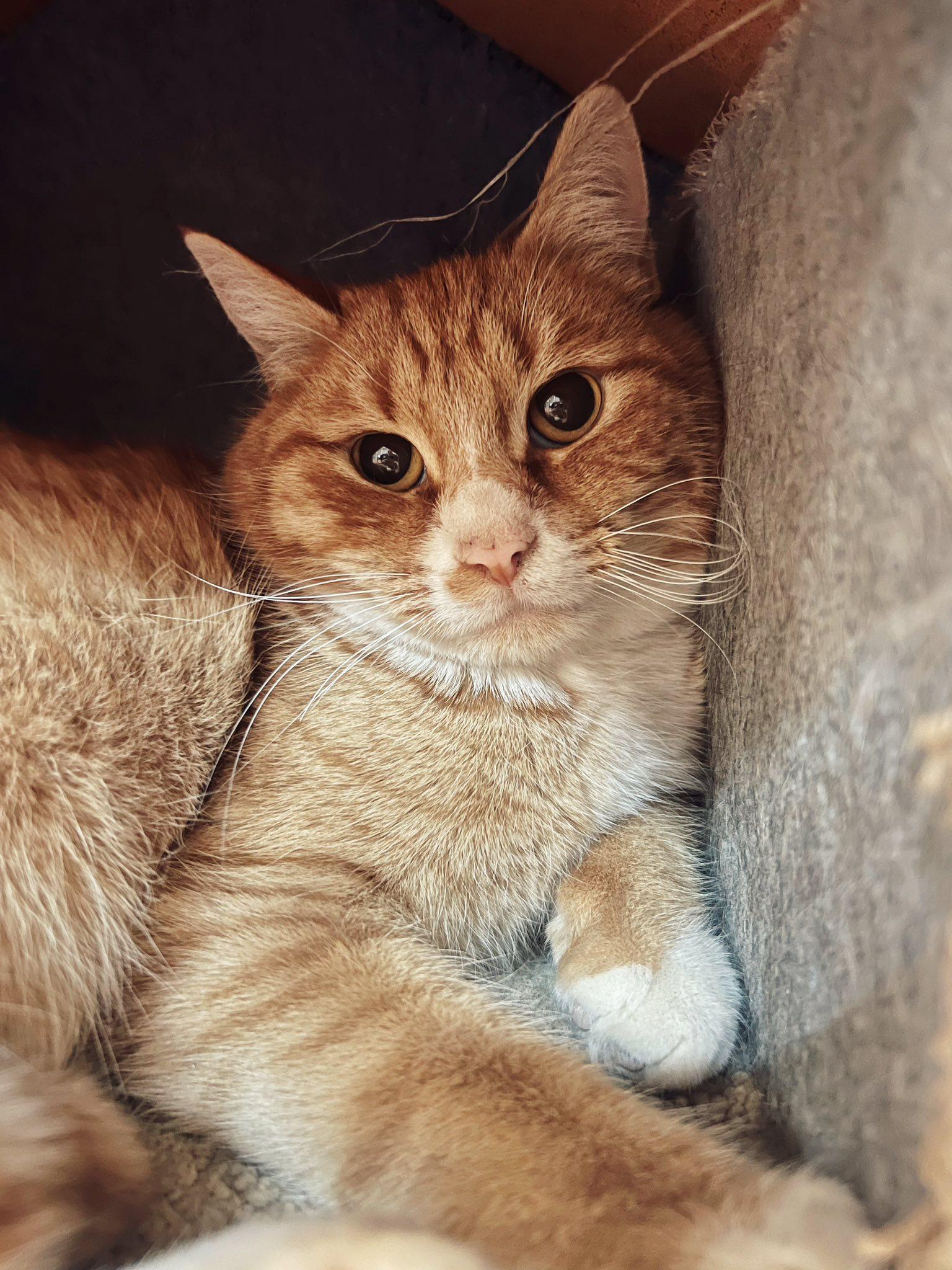 Monterey Jack, Adoptable, Adult Male Domestic Short Hair.