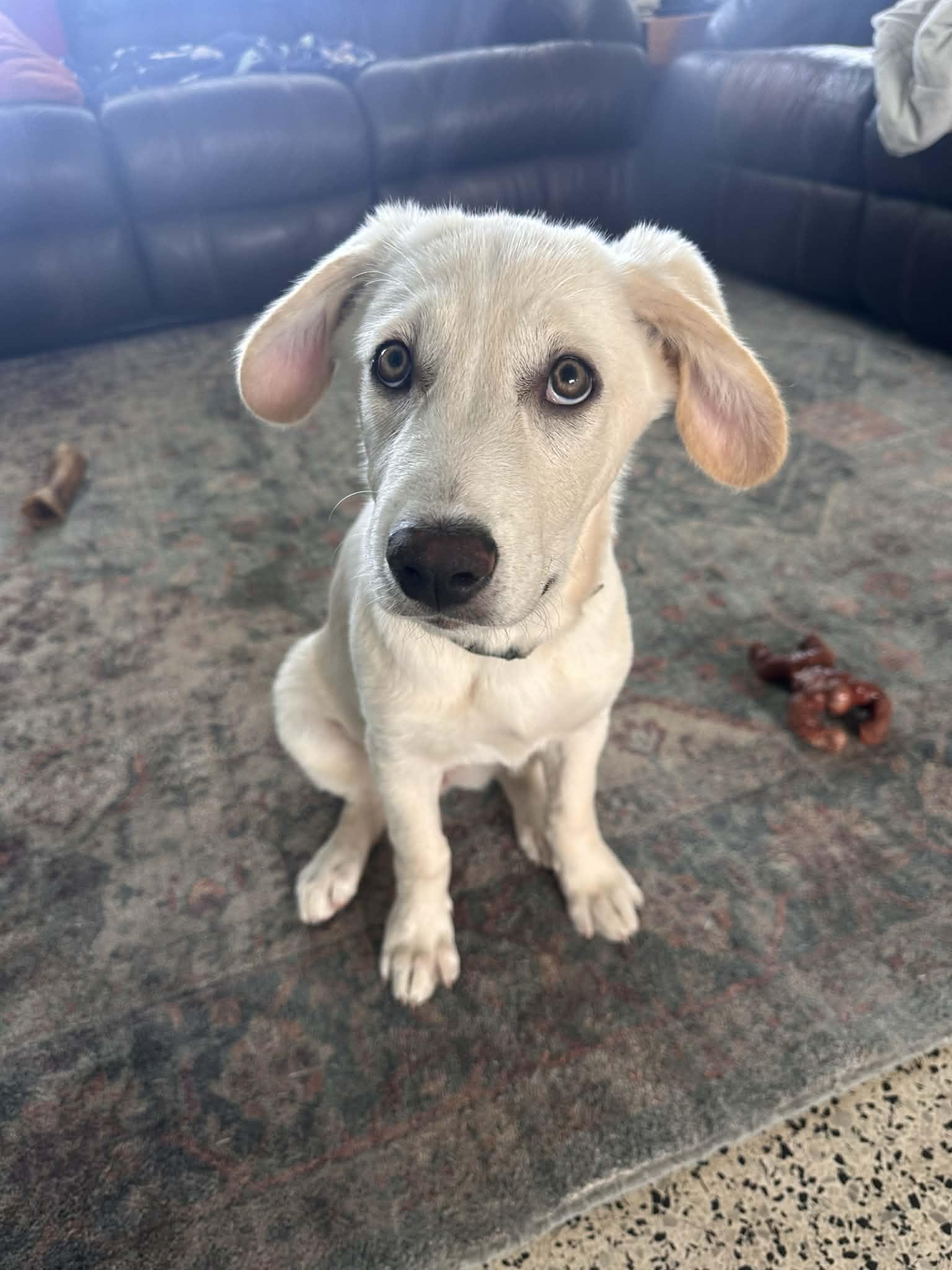 Alpine, adopted, Puppy Female Labrador Retriever.