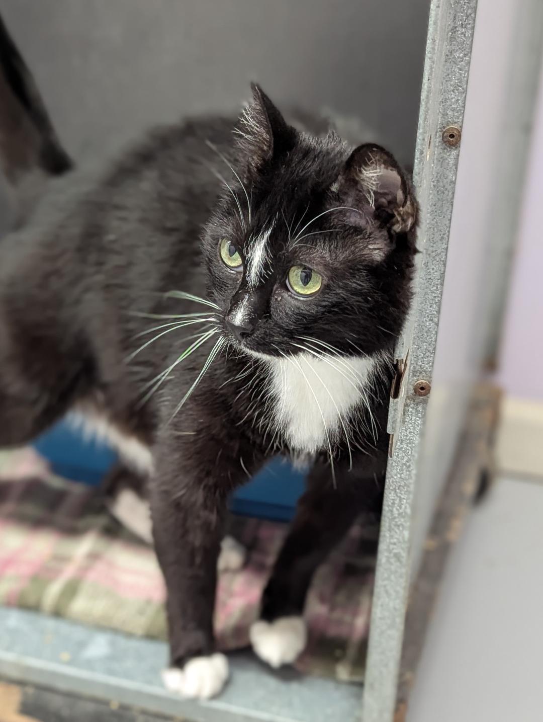 Gallagher, an adoptable Domestic Short Hair in Mount Vernon, OH, 43050 | Photo Image 2