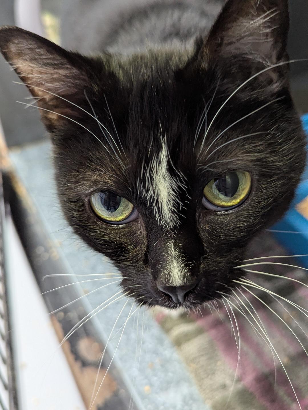 Gallagher, an adoptable Domestic Short Hair in Mount Vernon, OH, 43050 | Photo Image 1