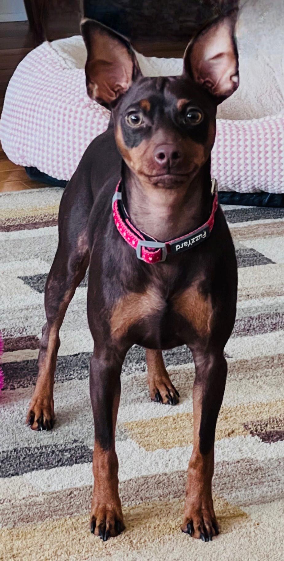 Sweet Pete thumbnail 3