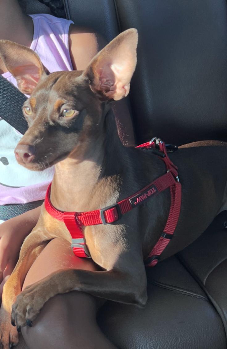 Sweet Pete thumbnail 4