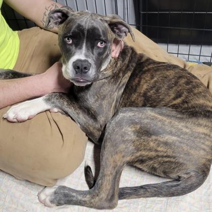 Enlarge Belsnickel, a Adoptable mixed breed in Janesville, WI image 1/3