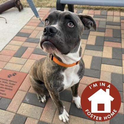 Belsnickel, Adoptable, Young Male Mixed Breed & Mixed Breed.