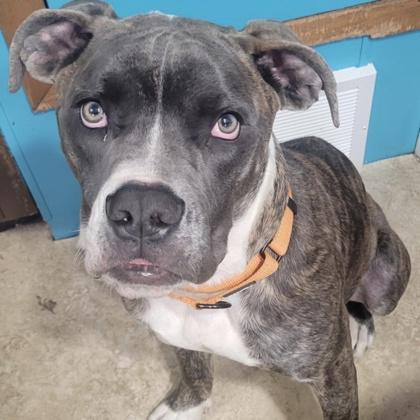 Enlarge Belsnickel, a Adoptable mixed breed in Janesville, WI image 3/3