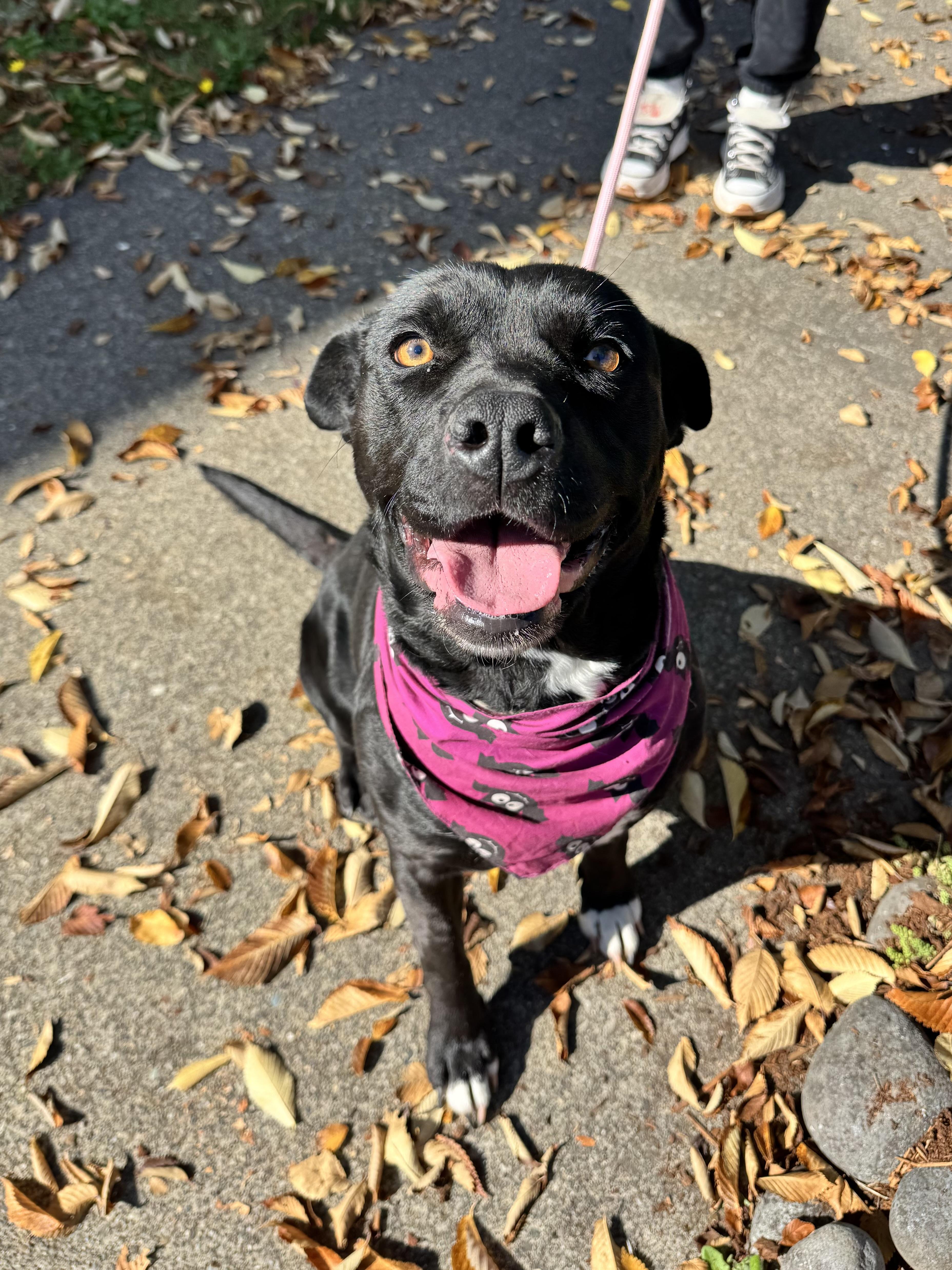 Enlarge Luna, a Adoptable mixed breed in Wenatchee, WA image 5/6