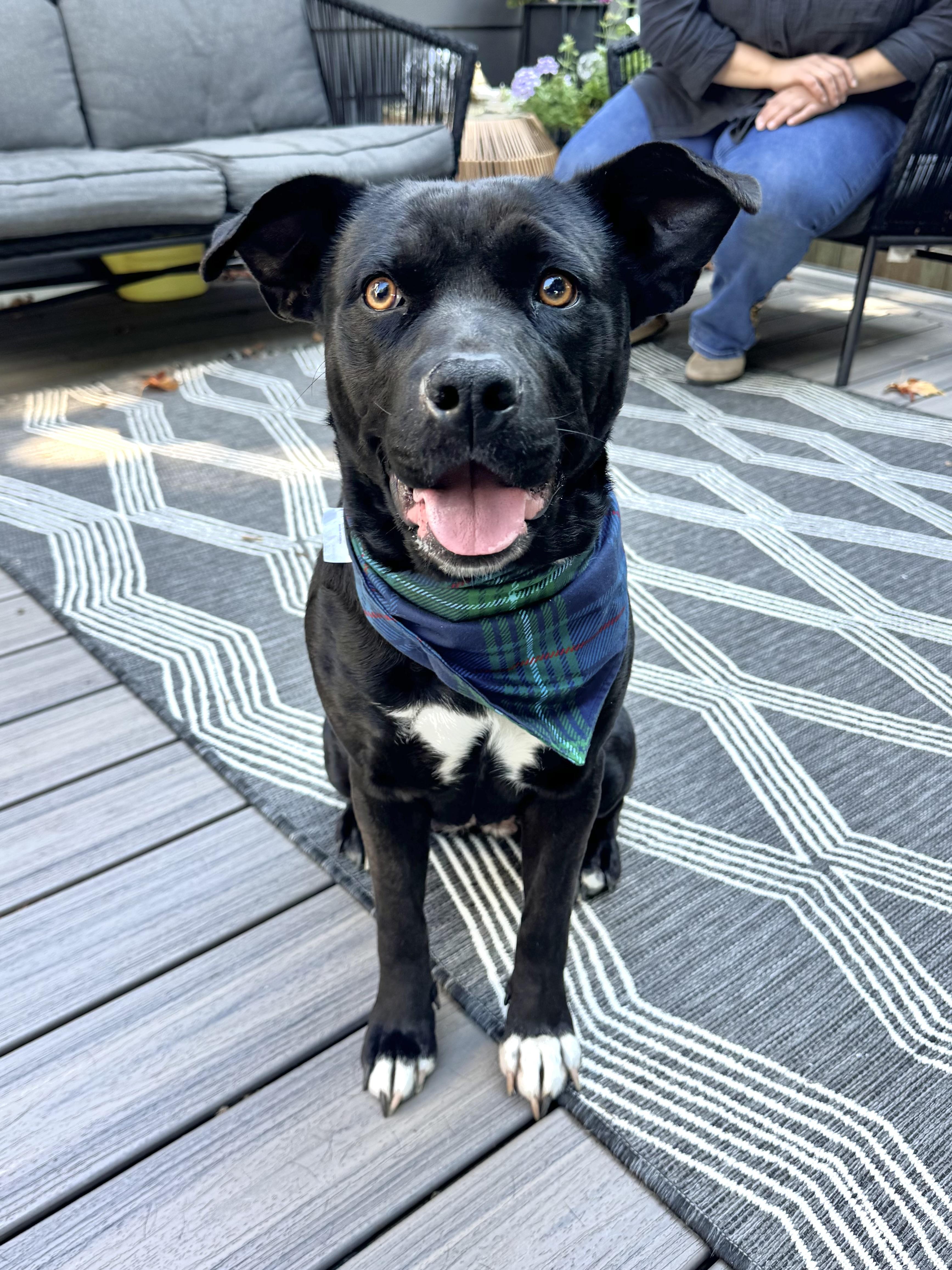 Enlarge Luna, a Adoptable mixed breed in Wenatchee, WA image 1/6