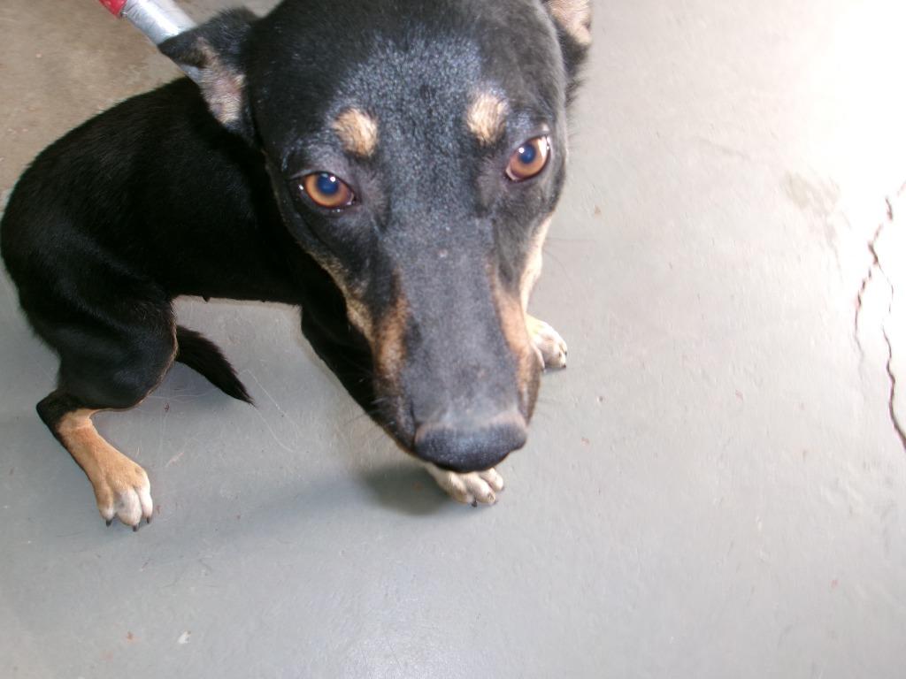 Kona, Adoptable, Young Female Shepherd.