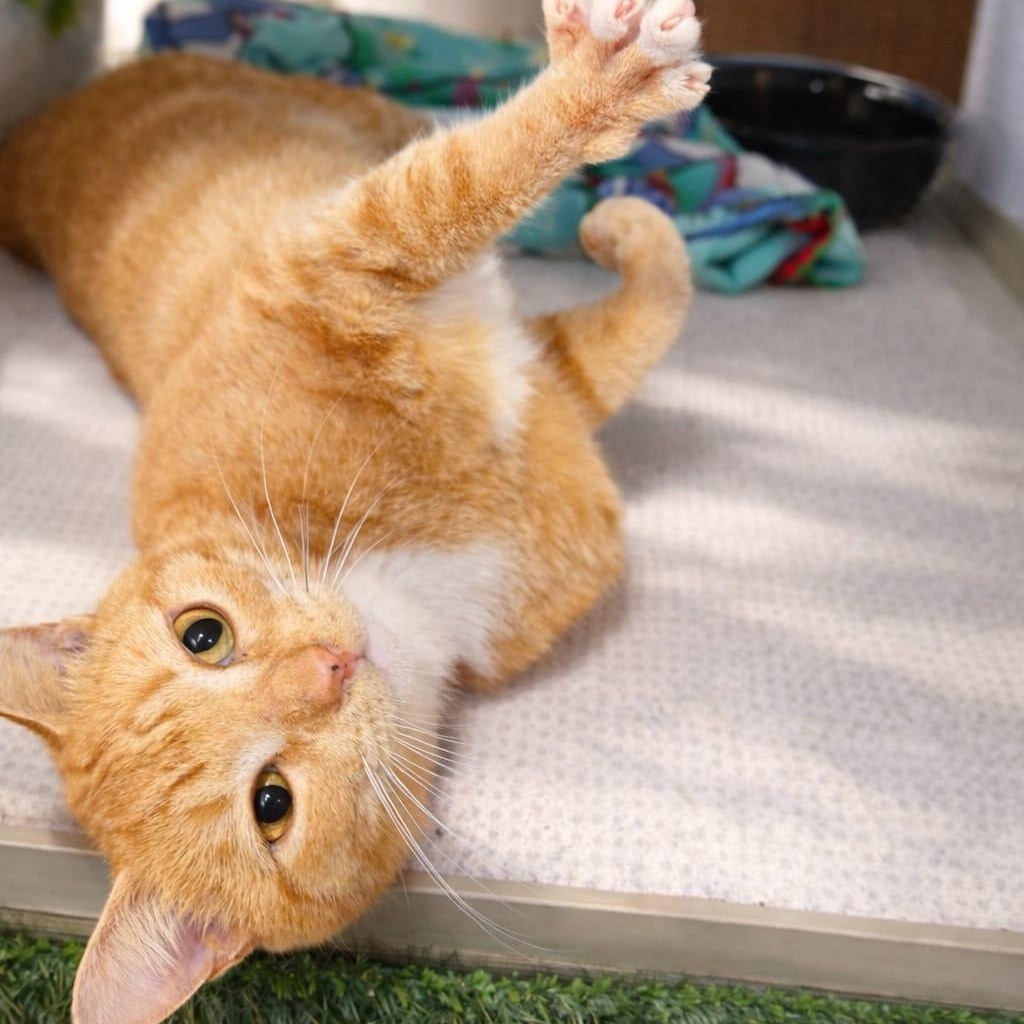 Peter, an adopted mixed breed in Hopkinton, MA image 1/2