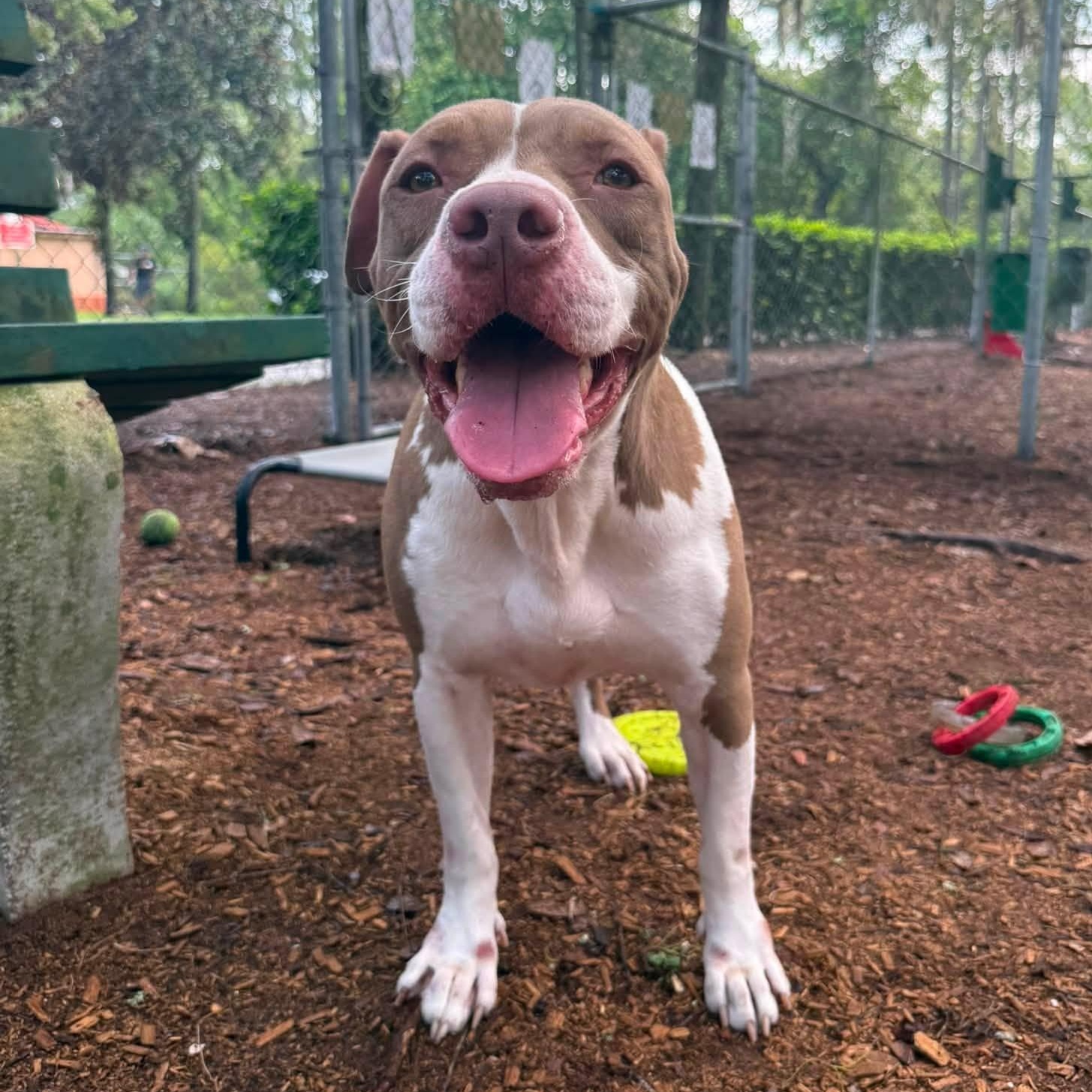 Daisy, ADOPTABLE, Adult Female Pit Bull Terrier.