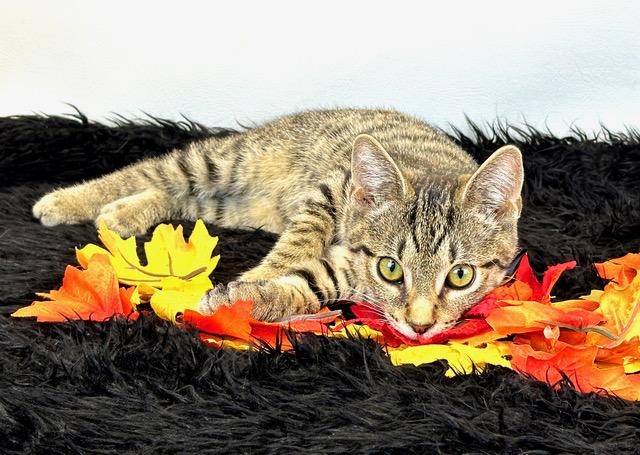 Stevie, a Adoptable Domestic Short Hair in Kerrville, TX image 1/2