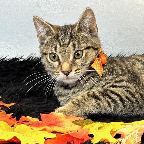 Stevie, a Adoptable Domestic Short Hair in Kerrville, TX image 2/2