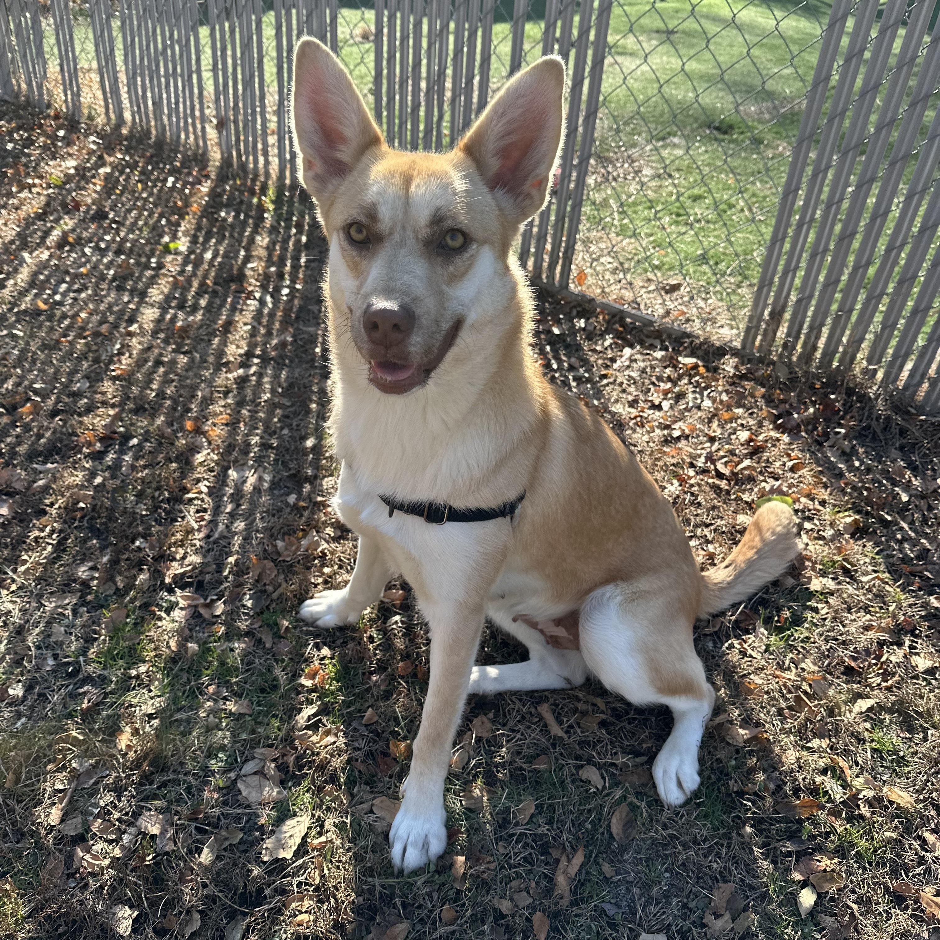 Enlarge Celeste, a Adoptable mixed breed in Ocean View, NJ image 1/5
