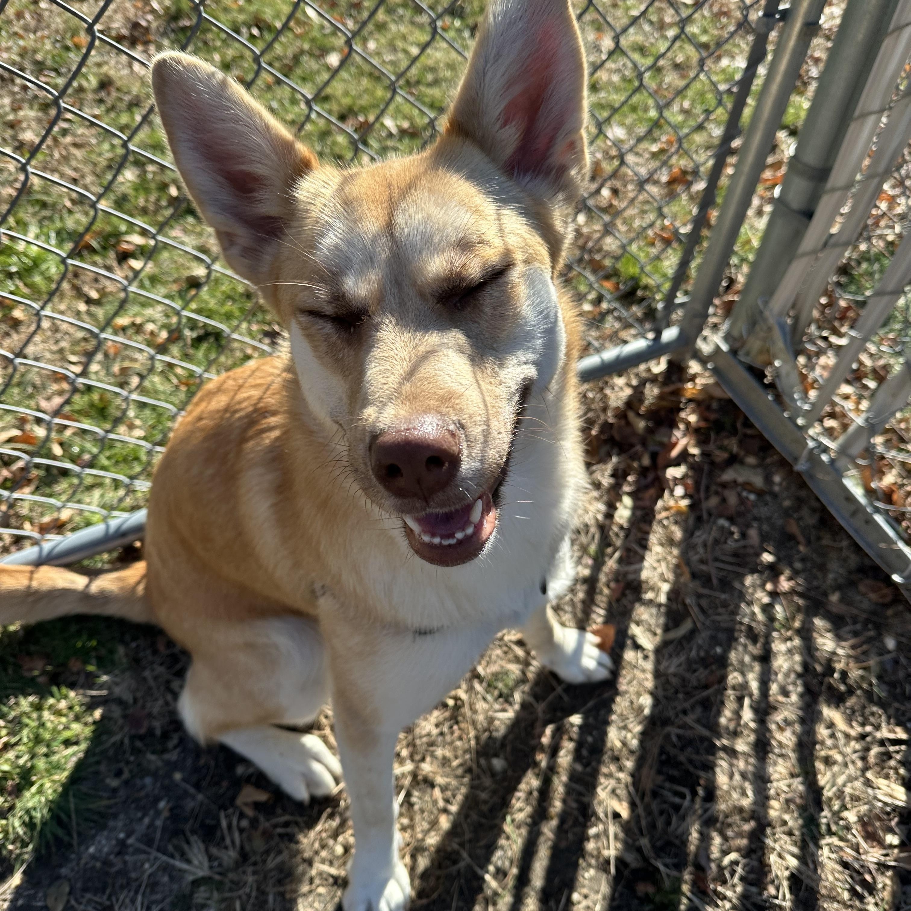 Enlarge Celeste, a Adoptable mixed breed in Ocean View, NJ image 2/5