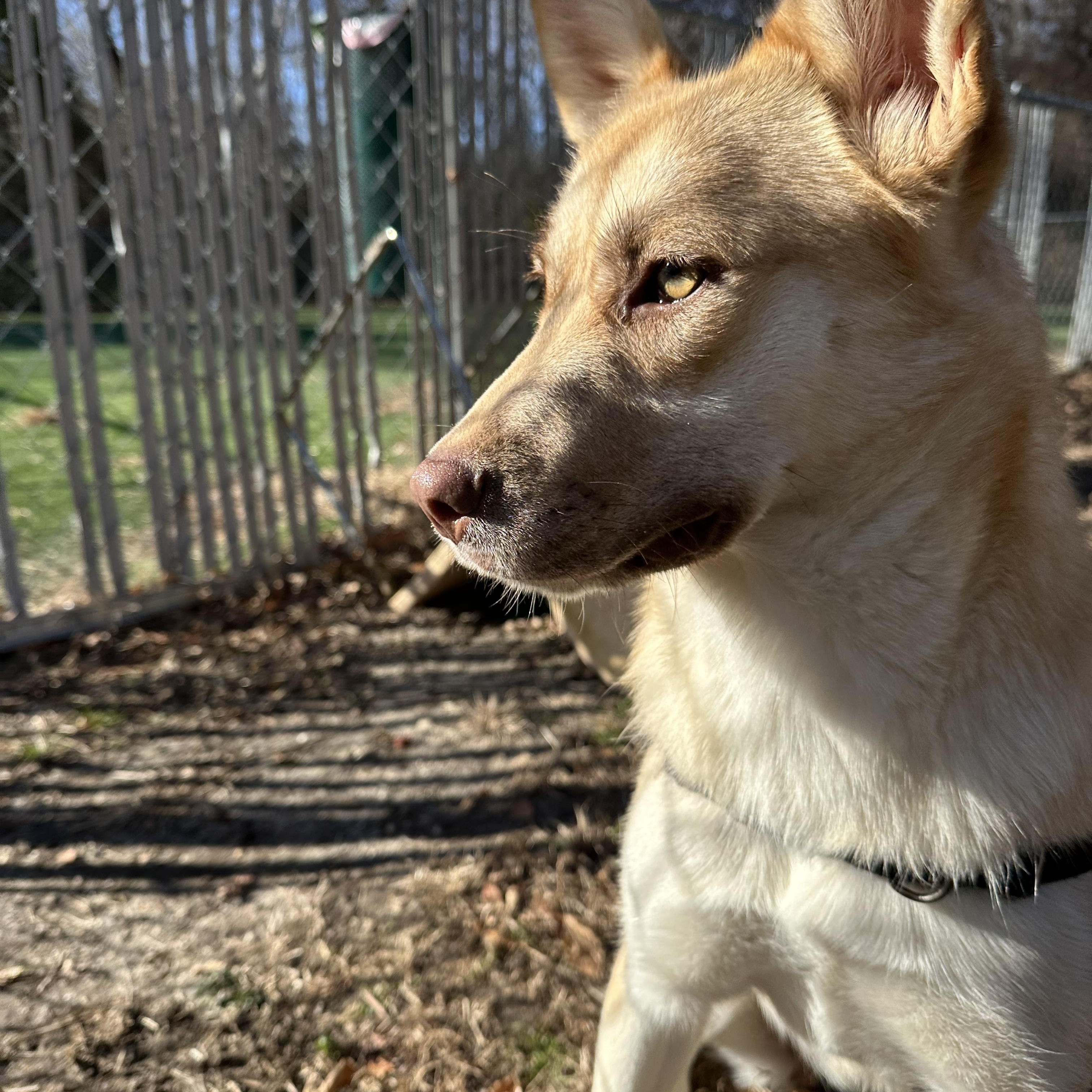 Enlarge Celeste, a Adoptable mixed breed in Ocean View, NJ image 5/5