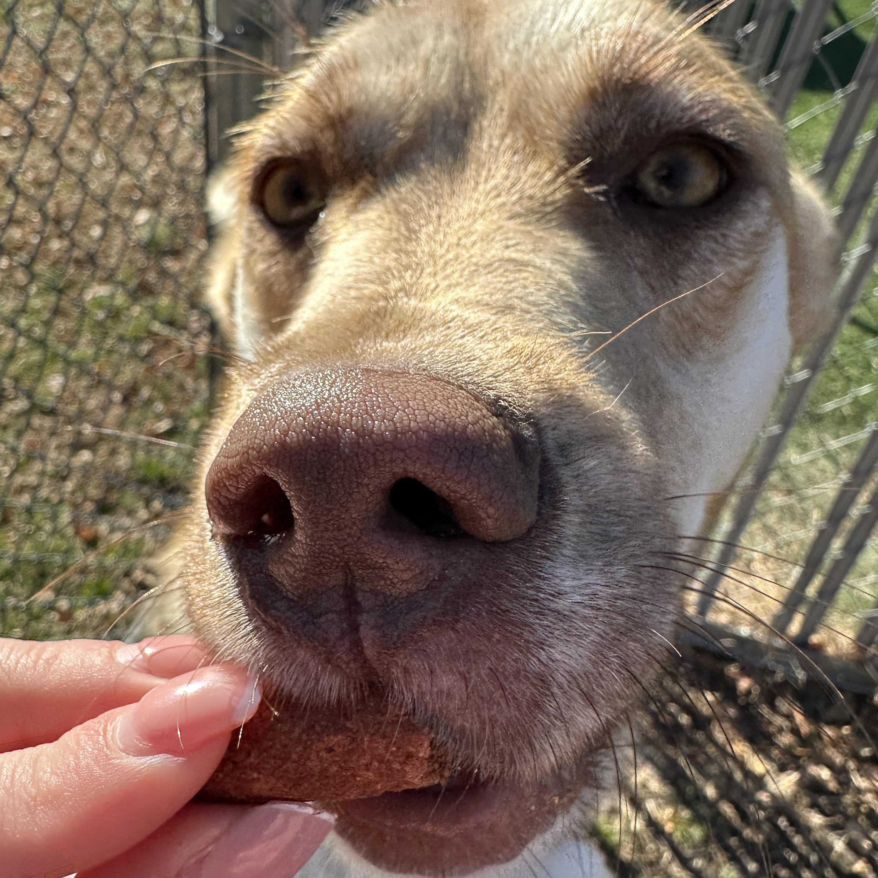Enlarge Celeste, a Adoptable mixed breed in Ocean View, NJ image 4/5