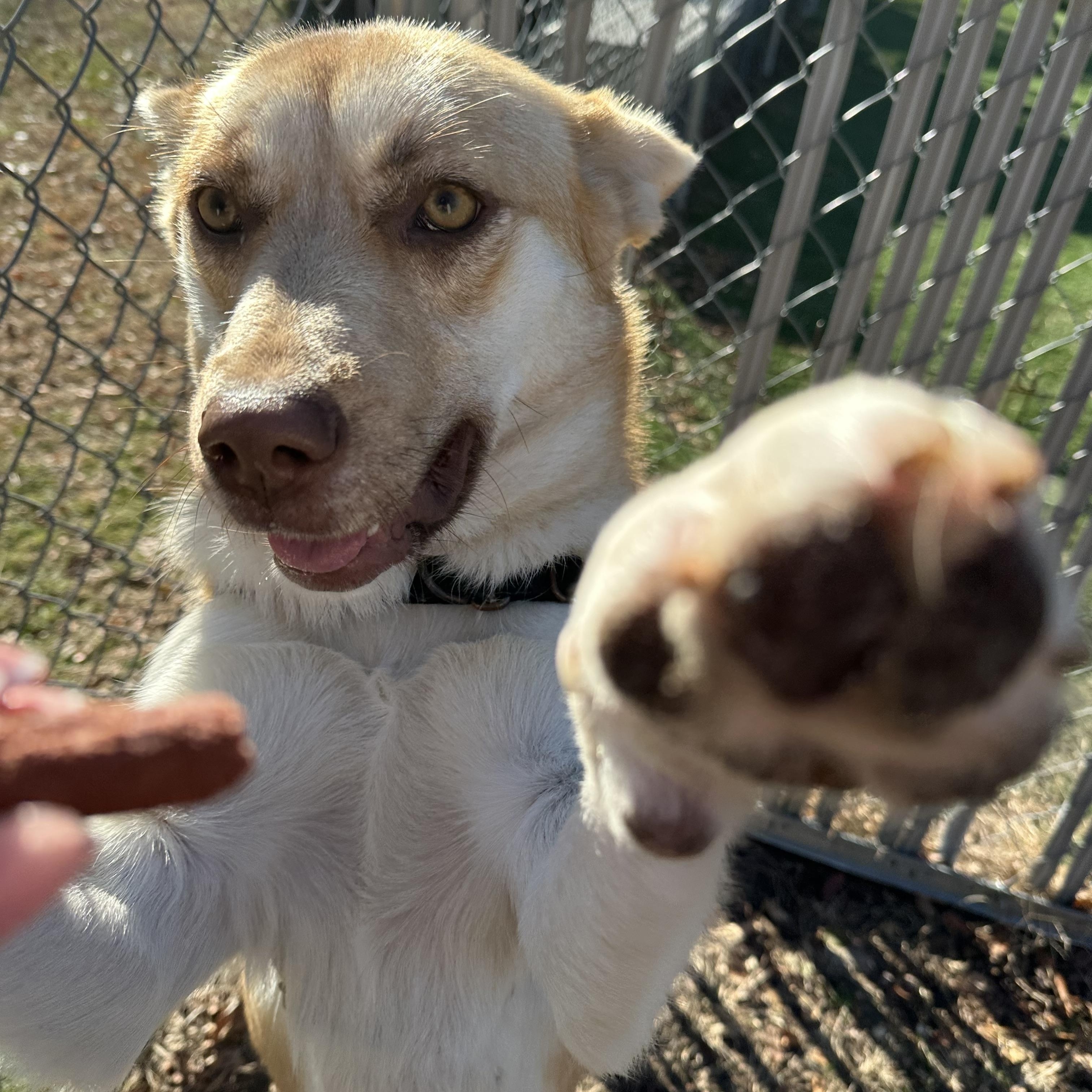 Enlarge Celeste, a Adoptable mixed breed in Ocean View, NJ image 3/5