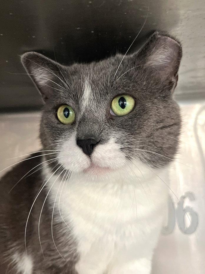 Rebel, a Adopted Domestic Short Hair in Carrollton, GA image 1/3