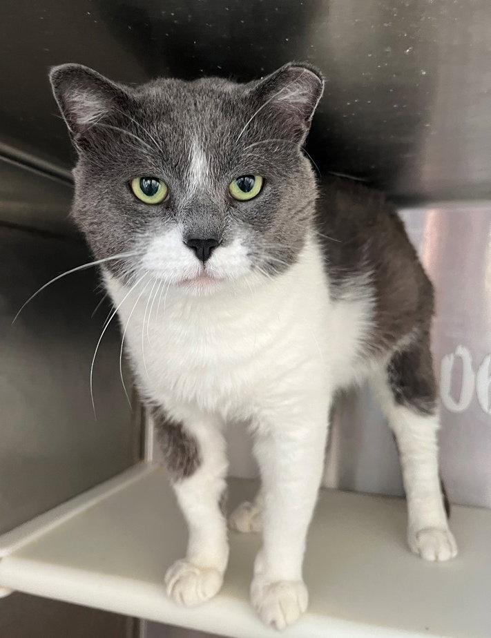 Rebel, a Adopted Domestic Short Hair in Carrollton, GA image 2/3