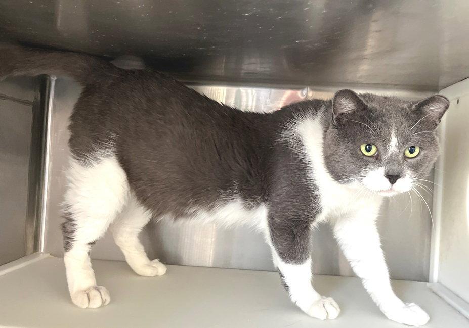 Rebel, a Adopted Domestic Short Hair in Carrollton, GA image 3/3