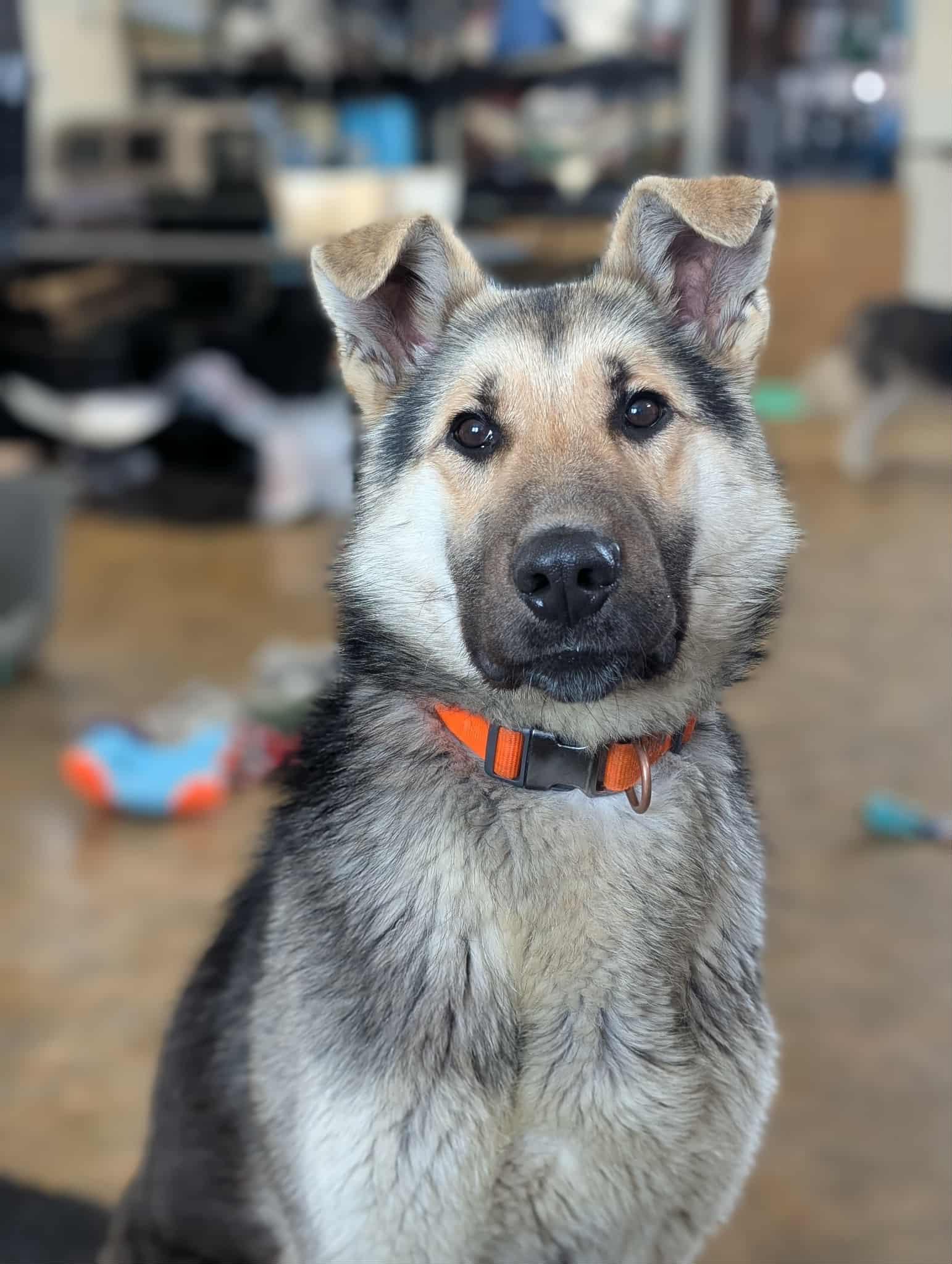 Enlarge Shadow, a ADOPTABLE German Shepherd Dog in Bethel, AK image 1/1