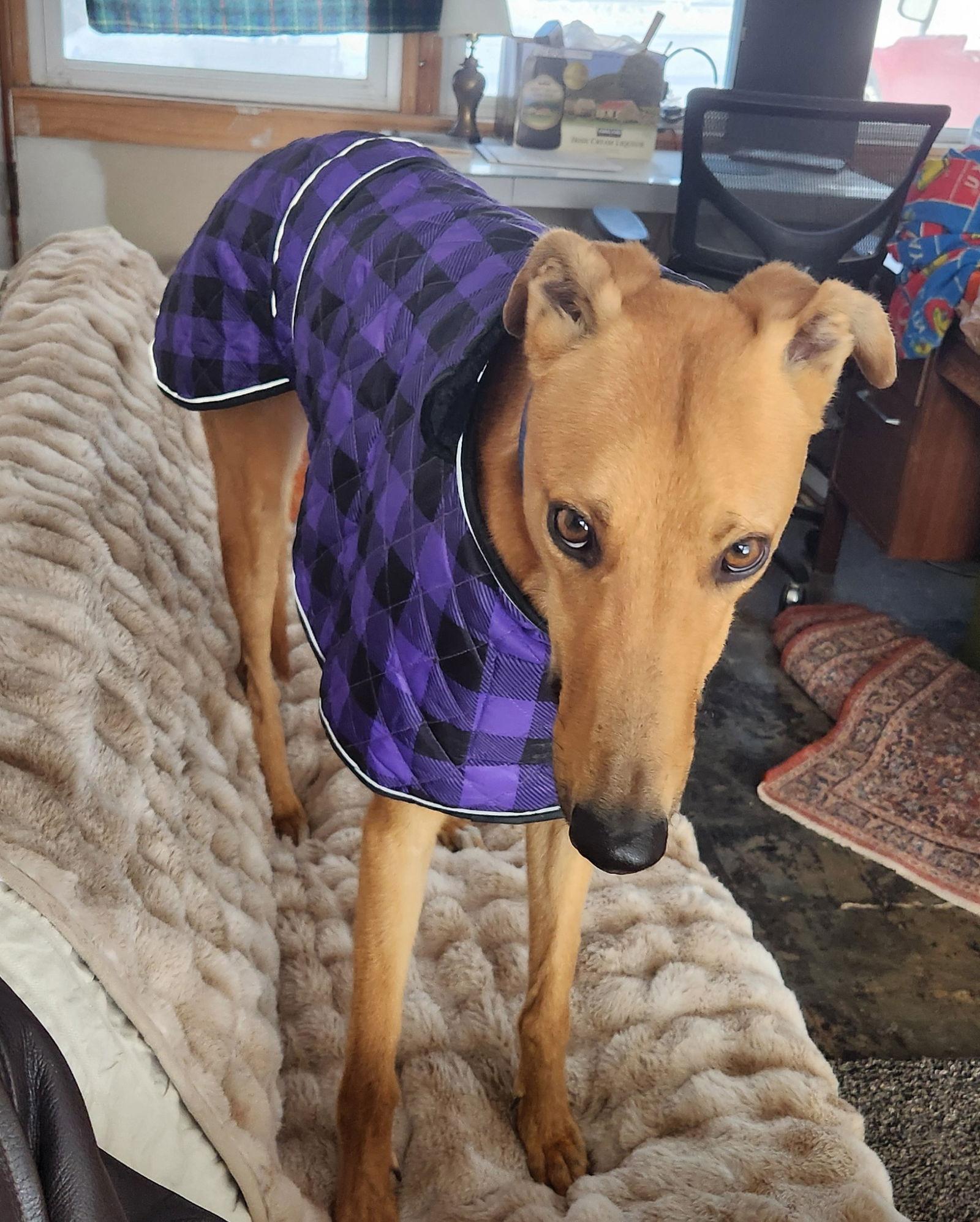 Enlarge Henley, a Adoptable Greyhound in Kansas City, MO image 1/3