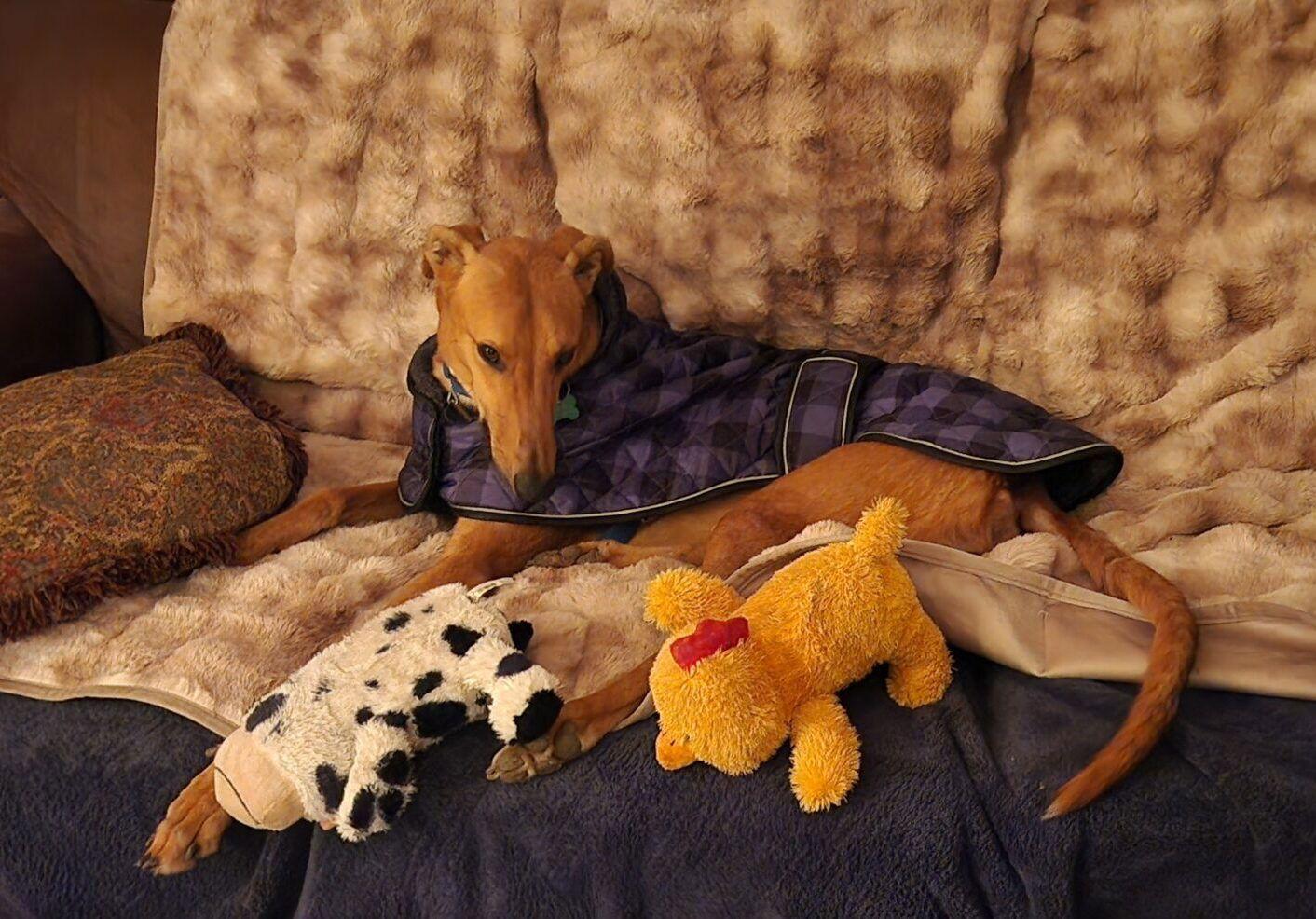 Enlarge Henley, a Adoptable Greyhound in Kansas City, MO image 2/3