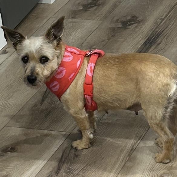 Enlarge Opal, an adopted Cairn Terrier in Omaha, NE image 1/4