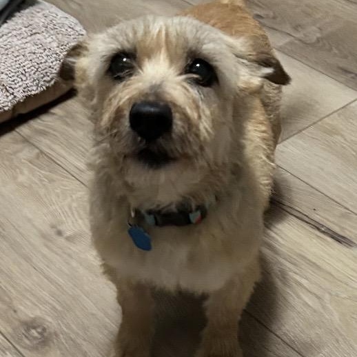 Enlarge Opal, an adopted Cairn Terrier in Omaha, NE image 2/4