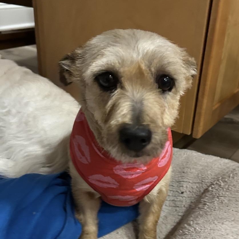 Enlarge Opal, an adopted Cairn Terrier in Omaha, NE image 3/4
