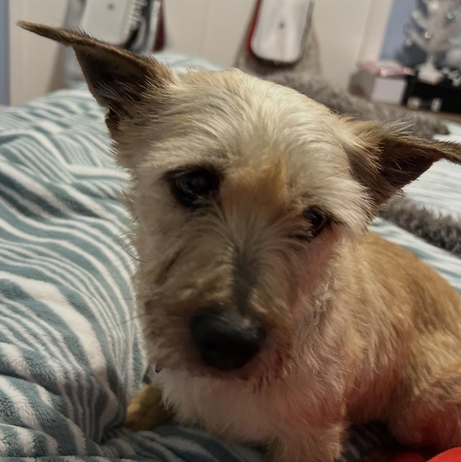 Enlarge Opal, an adopted Cairn Terrier in Omaha, NE image 4/4