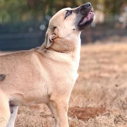 Harvo, Adoptable, Puppy Male Shepherd & Chow Chow.