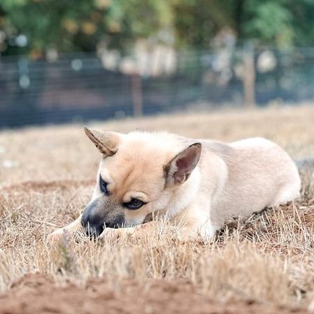 Enlarge Harvo, a Adoptable mixed breed in Salem, OR image 2/6